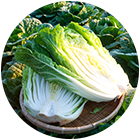 CHINESE-CABBAGE