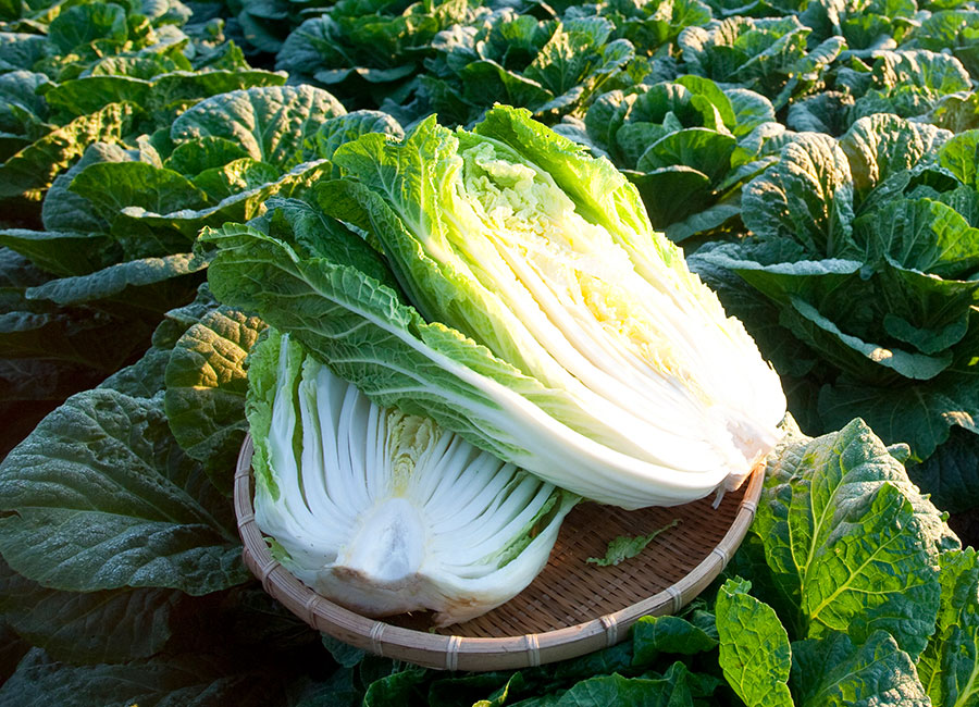 chinese cabbage