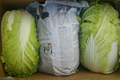 chinese cabbage